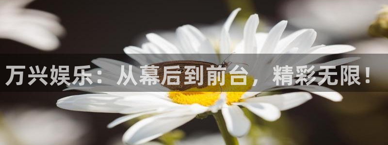 泰达娱乐ccm赏金女王：万兴娱乐：从幕后到前台，精彩无限！